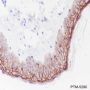 Anti-LYPD3 Rabbit mAb