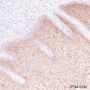 Anti-LYPD3 Rabbit mAb