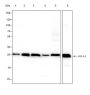 Anti-SATB1 Rabbit mAb