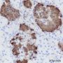 Anti-SATB1 Rabbit mAb