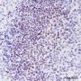 Anti-SATB1 Rabbit mAb