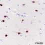 Anti-SATB2 Rabbit mAb