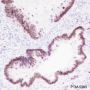 Anti-SATB2 Rabbit mAb