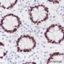 Anti-SATB2 Rabbit mAb
