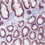 Anti-SATB2 Rabbit mAb