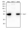 Anti-Keratin 7 Rabbit mAb