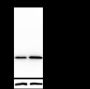 Anti-Phospho-S6 Ribosomal Protein (Ser240/244) Rabbit mAb