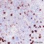 Anti-Phospho-S6 Ribosomal Protein (Ser240/244) Rabbit mAb