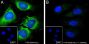 Anti-Phospho-S6 Ribosomal Protein (Ser240/244) Rabbit mAb
