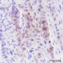 Anti-BAX Rabbit mAb