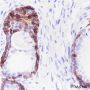Anti-BAX Rabbit mAb