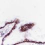 Anti-BAX Rabbit mAb