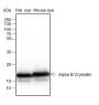 Anti-alpha B Crystallin Rabbit mAb