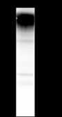 Anti-NCAM1/CD56 Mouse mAb