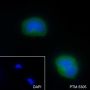 Anti-NCAM1/CD56 Mouse mAb