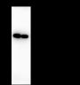 Anti-NPM1 Mouse mAb