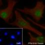 Anti-NPM1 Mouse mAb