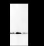 Anti-Dimethyl-Histone H3 (Lys27) Mouse mAb