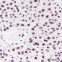 Anti-Dimethyl-Histone H3 (Lys27) Mouse mAb