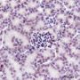 Anti-Dimethyl-Histone H3 (Lys27) Mouse mAb