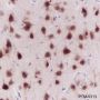 Anti-NeuN Mouse mAb