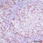 Anti-CD2 Rabbit mAb