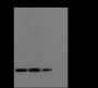 Anti-Crotonyl-Histone H4 (Lys16) Rabbit pAb