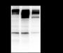 Anti-CD45 Rabbit mAb