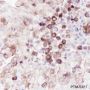 Anti-Phospho-S6 Ribosomal Protein (Ser235/236) Rabbit mAb
