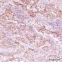 Anti-Phospho-S6 Ribosomal Protein (Ser235/236) Rabbit mAb