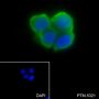 Anti-Phospho-S6 Ribosomal Protein (Ser235/236) Rabbit mAb