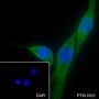 Anti-Phospho-S6 Ribosomal Protein (Ser235/236) Rabbit mAb