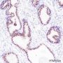 Anti-FOXA1 Rabbit mAb