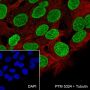 Anti-FOXA1 Rabbit mAb