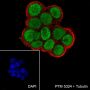 Anti-FOXA1 Rabbit mAb