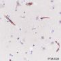 Anti-Nestin Mouse mAb