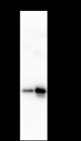 Anti-Rac1 Mouse mAb