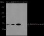 Anti-Crotonyl-Histone H2B (Lys16) Mouse mAb