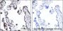 Anti-Crotonyl-Histone H2B (Lys16) Mouse mAb
