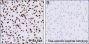 Anti-Crotonyl-Histone H2B (Lys16) Mouse mAb