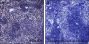 Anti-Crotonyl-Histone H2B (Lys16) Mouse mAb