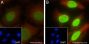 Anti-Crotonyl-Histone H2B (Lys16) Mouse mAb