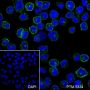 Anti-CD86 Mouse mAb