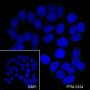 Anti-CD86 Mouse mAb