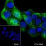 Anti-Keratin 16 Rabbit mAb