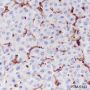 Anti-CD206 Rabbit mAb