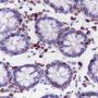 Anti-CD206 Rabbit mAb