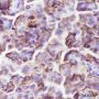 Anti-NaPi2b Rabbit mAb