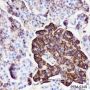 Anti-CD99 Rabbit mAb
