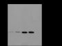 Anti-Crotonyl-Histone H3 (Lys14) Rabbit pAb